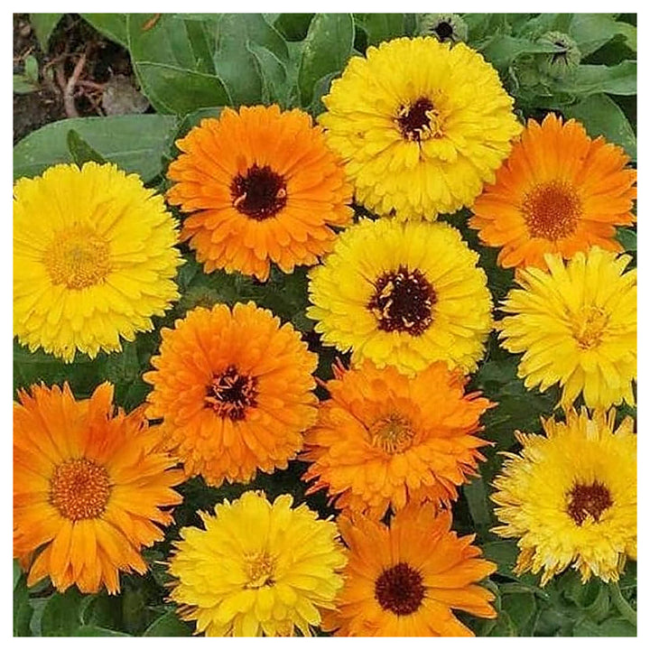 Orange Pot Marigold For Planting Calendula Officinalis For Vegetable Garden And Flower Border | Neera Seeds product photo [neera-v4-74245b514e346901b5f0]