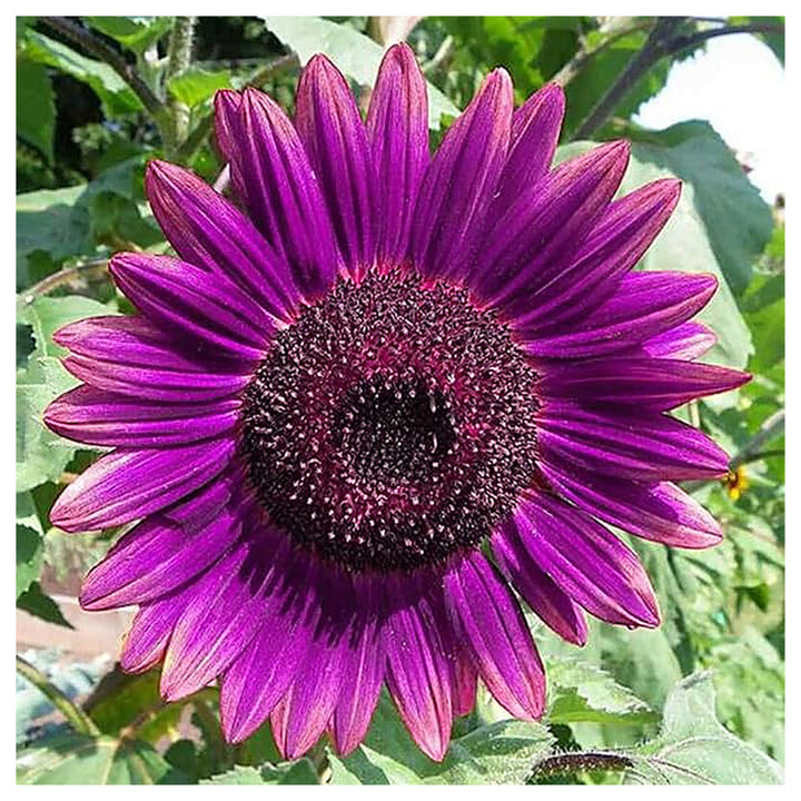 Organic Purple Sunflower Flower Seeds for Planting – Heirloom, Non-GMO | Neera Seeds product photo [neera-v4-7428f6d68c90d004857a]