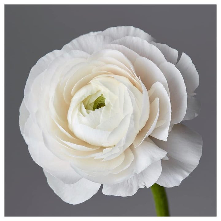 White Ranunculus Flower Seeds – Heirloom Non-GMO High Germination Organic Garden Seeds for Planting | Neera Seeds product photo [neera-v4-743aa1d2aa10720cd25a]