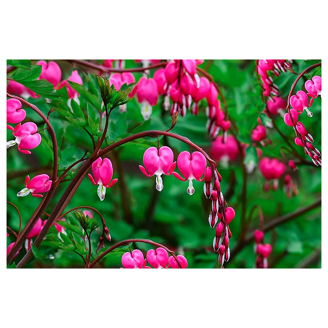 Heirloom Non-GMO Bleeding Hearts Flower Seeds for Planting – Charming Shade-Loving Garden Blooms | Neera Seeds product photo [neera-v4-744925ebfb38b75bd2ea]