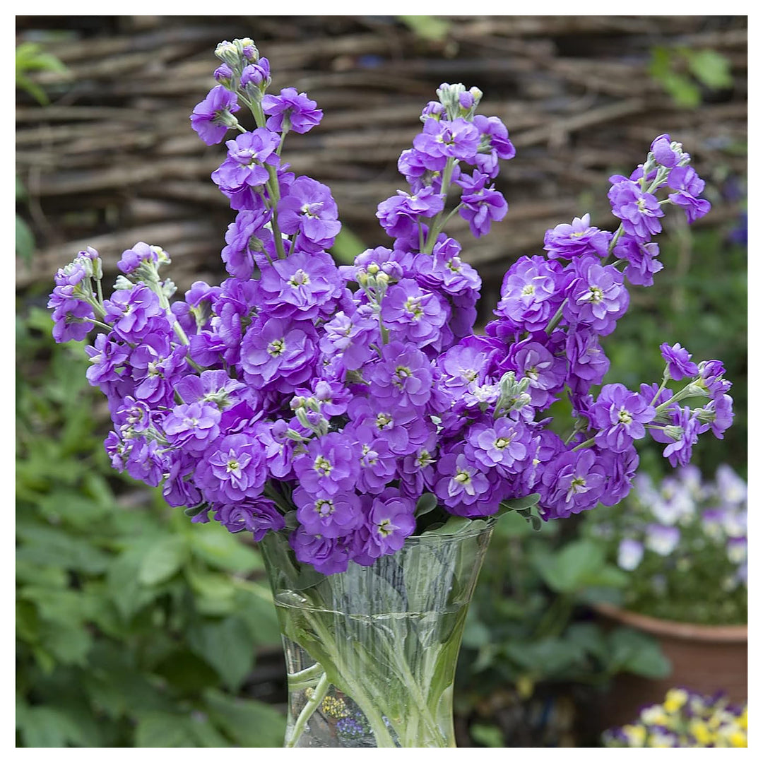 Organic Purple Matthiola Incana Seeds for Planting – Heirloom, Non-GMO, High Germination Flower Seeds | Neera Seeds product photo [neera-v4-746211f597c8918e9171]