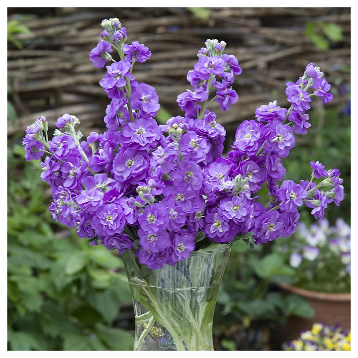 Organic Purple Matthiola Incana Seeds for Planting – Heirloom, Non-GMO, High Germination Flower Seeds | Neera Seeds product photo [neera-v4-746211f597c8918e9171]