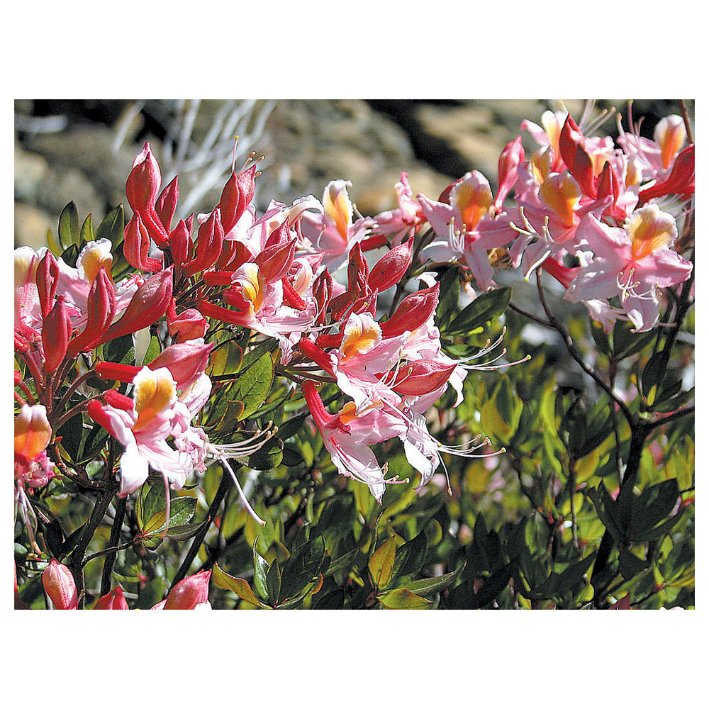 Heirloom Non-GMO Western Azalea Flower Seeds for Planting – Fragrant Rhododendron Occidentale Seeds for Pollinator  | Neera Seeds product photo [neera-v4-747c56de519dbc85f33d]