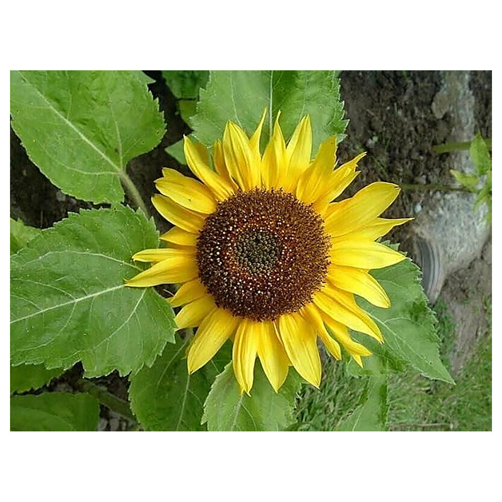 Fresh Yellow Sunflower Seeds – Heirloom Non-GMO | High Germination Organic Garden Seeds for Planting | Neera Seeds product photo [neera-v4-74906943216b3b6b23a2]