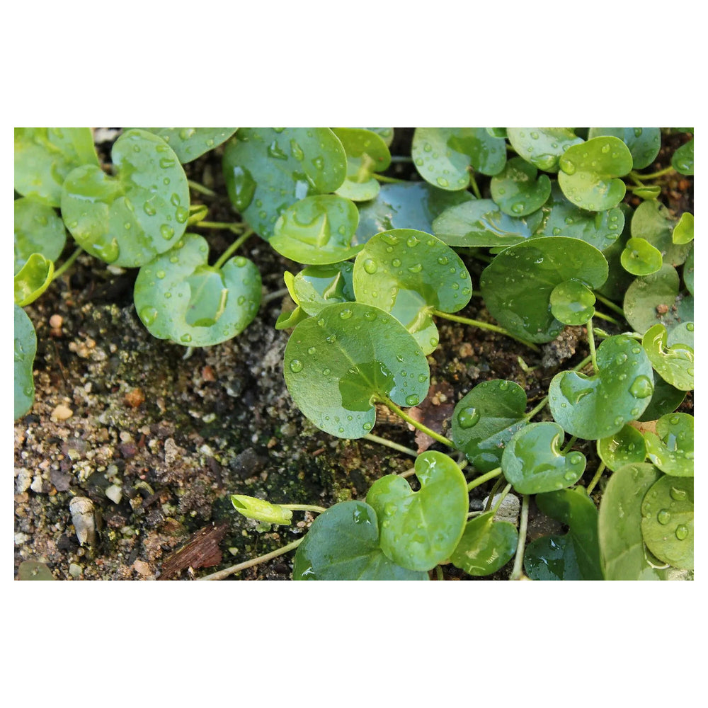 Dichondra Repens Plant Seeds For Planting Heirloom Non-GMO Lush Ground Cover High Germination Organic Garden Seeds  | Neera Seeds product photo [neera-v4-74914ae890a9ff6a1ed5]