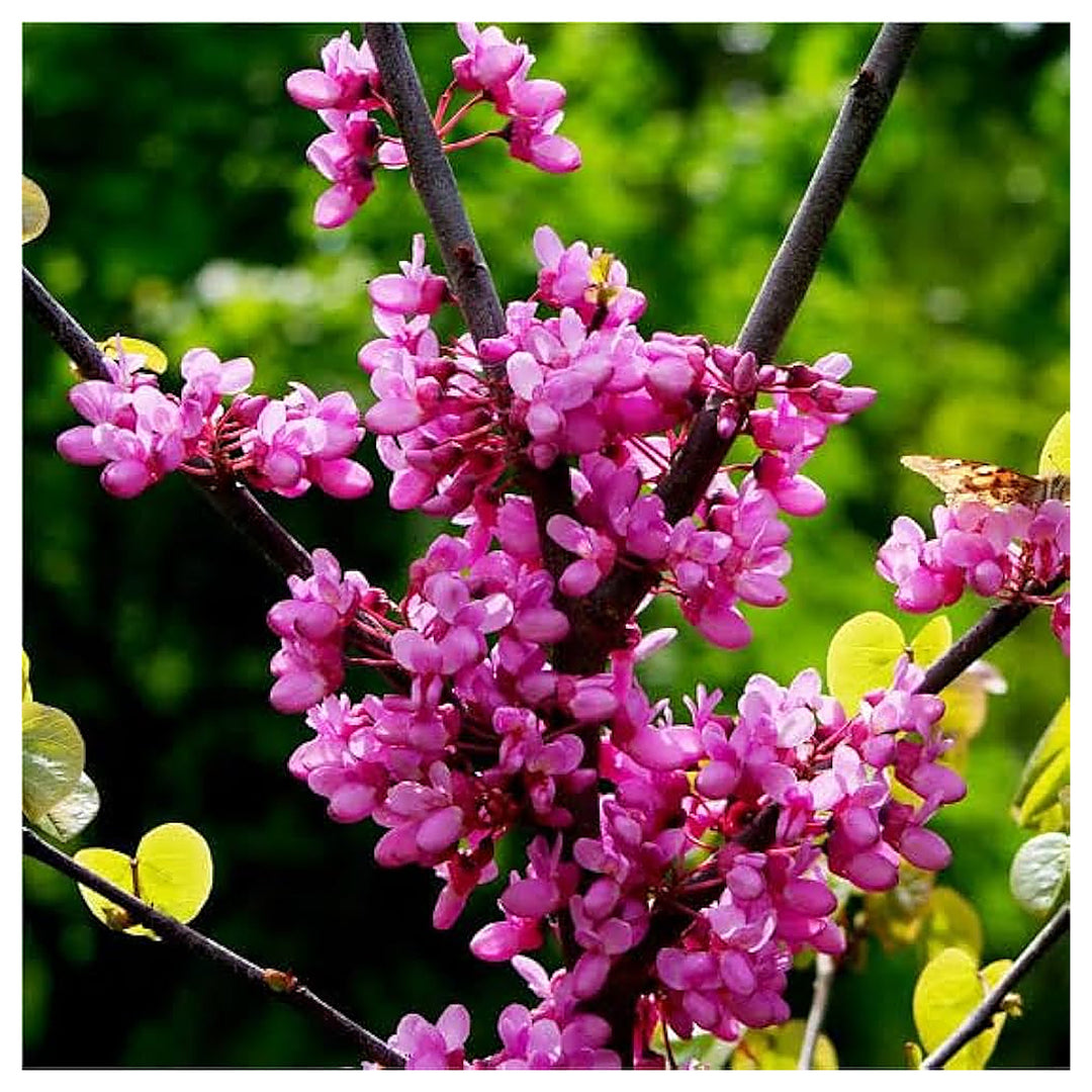 Heirloom Non-GMO Pink Canadensis Flower Seeds for Colorful Native Garden Planting | Neera Seeds product photo [neera-v4-749d9f36a13a37f2aad1]