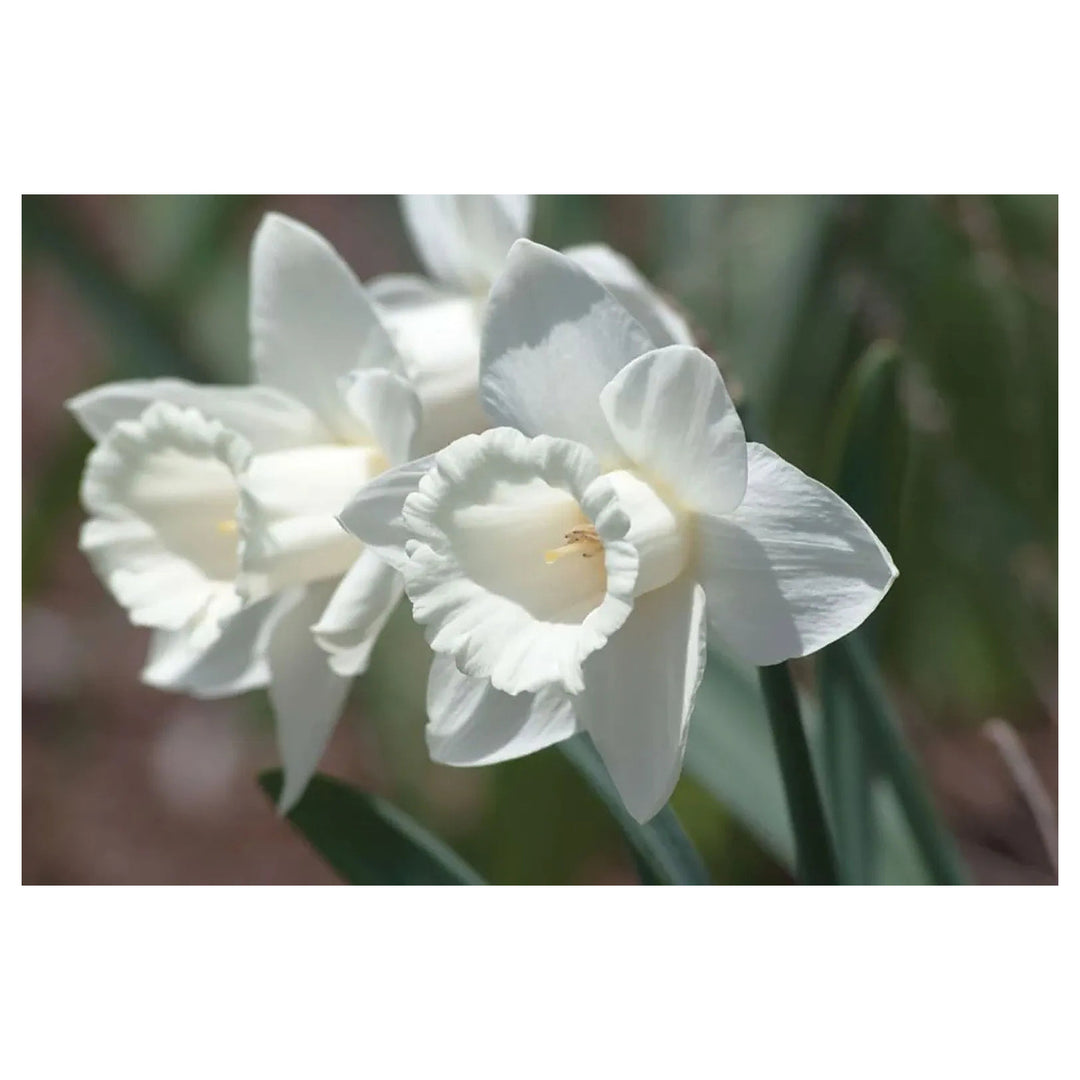 White Daffodil Flower Seeds for Planting – 100 Pcs, Heirloom, Non-GMO, High Germination Organic Garden Seeds | Neera Seeds product photo [neera-v4-74b76f0ea5543f206160]
