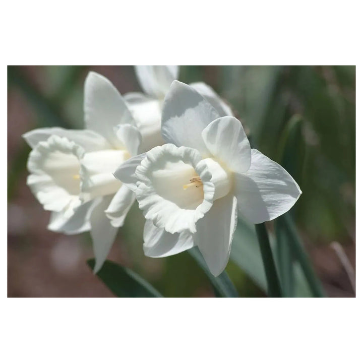 White Daffodil Flower Seeds for Planting – 100 Pcs, Heirloom, Non-GMO, High Germination Organic Garden Seeds | Neera Seeds product photo [neera-v4-74b76f0ea5543f206160]
