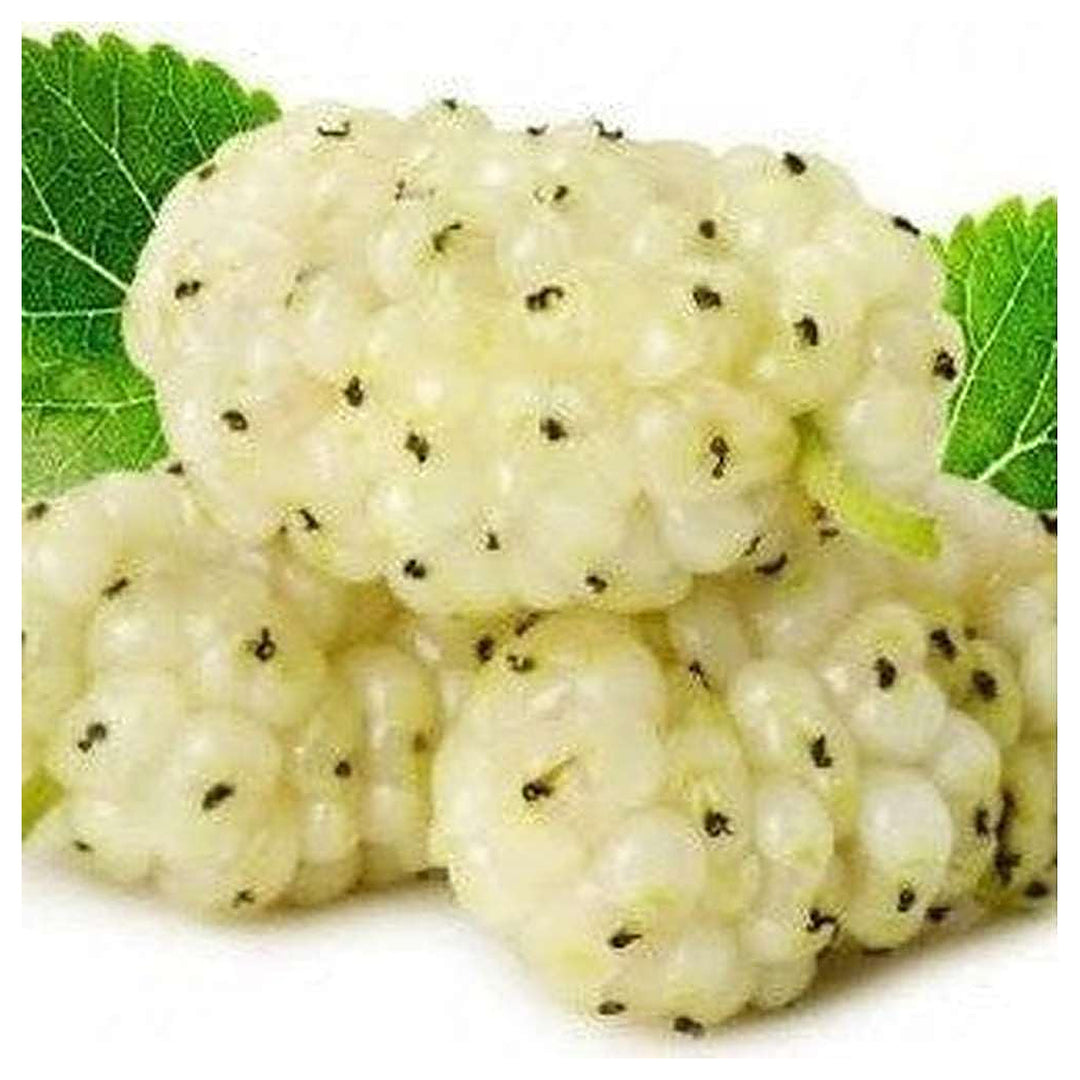 Sweet Watermelon Vine Seeds – Cultivate Refreshing Summer Fruits, Heirloom, Non-GMO & Organic Garden Seeds | Neera Seeds product photo [neera-v4-74b855f5a2d4a4a5e818]