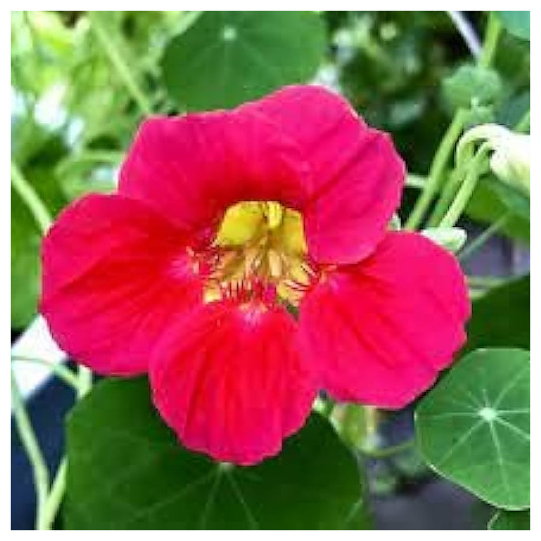 Dark Pink Nasturtium Flower Seeds for Planting – Heirloom, Non-GMO, High Germination Garden Seeds | Neera Seeds product photo [neera-v4-74bbdaae59012eb2a773]