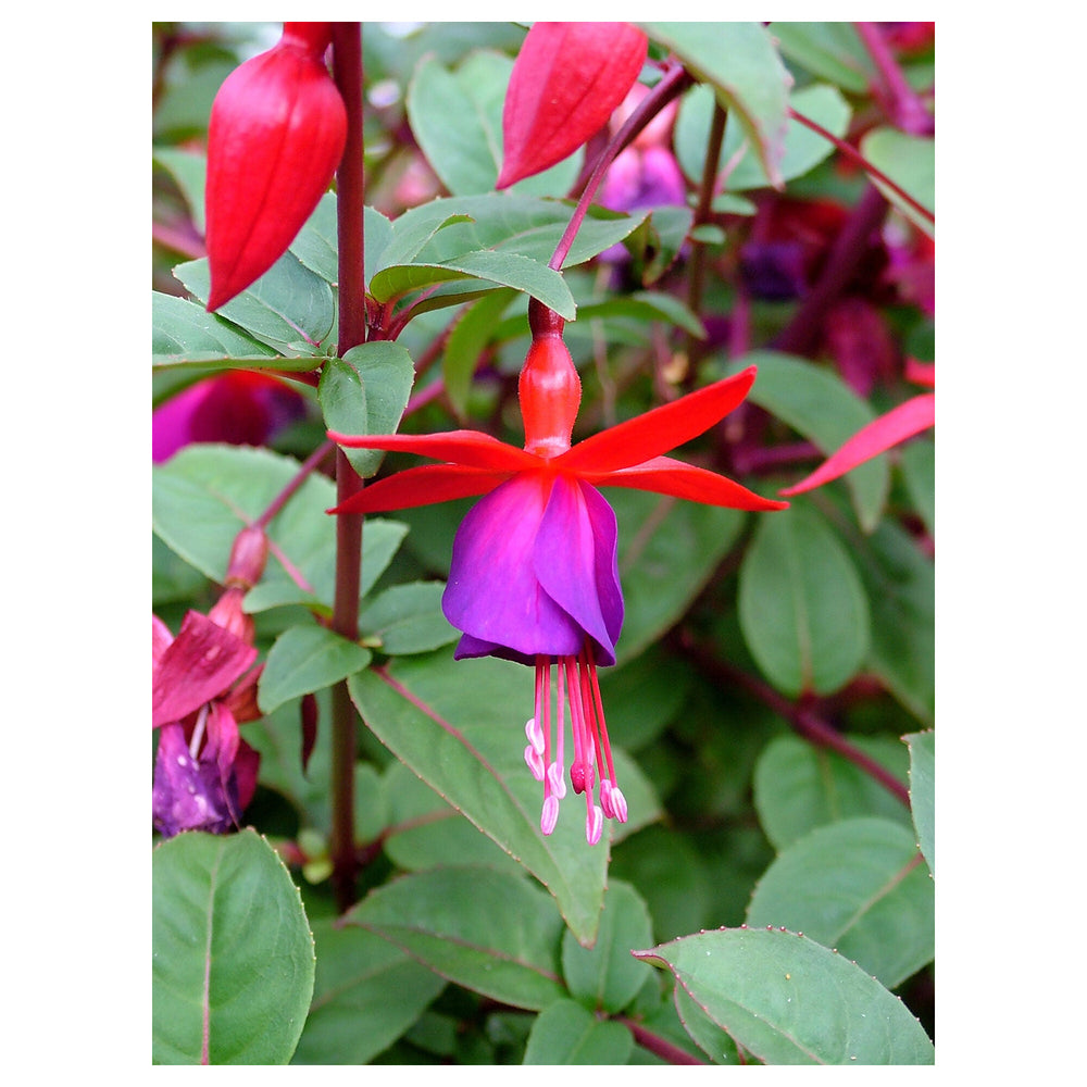 Heirloom Blue Pink Double Petal Fuchsia Flower Seeds – Non-GMO, High Germination, Vibrant Blooms for Planting | Neera Seeds product photo [neera-v4-74cbaa21769774d8634c]