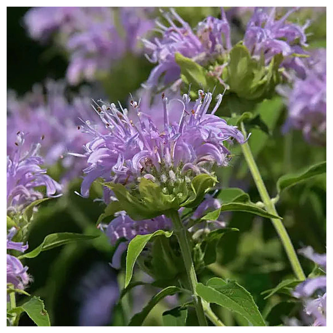 Lavender Beebalm Flower Seeds – Heirloom, Non-GMO Seeds for Planting Pollinator-Friendly Blooms | Neera Seeds product photo [neera-v4-74d541275c8c55c8d3c1]