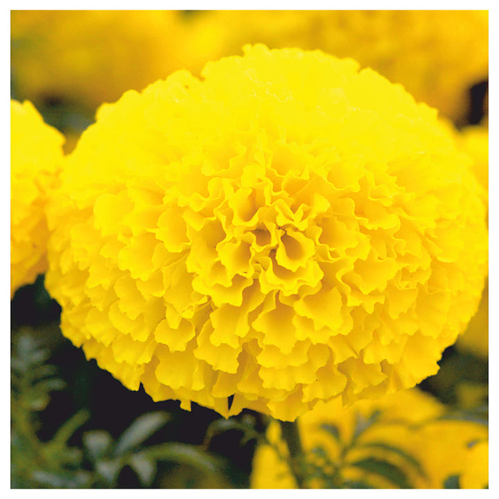 Heirloom Non-GMO Marigold Flower Seeds for Planting – Bright and Hardy Garden Blooms | Neera Seeds product photo [neera-v4-74d71b398b42c45b888c]