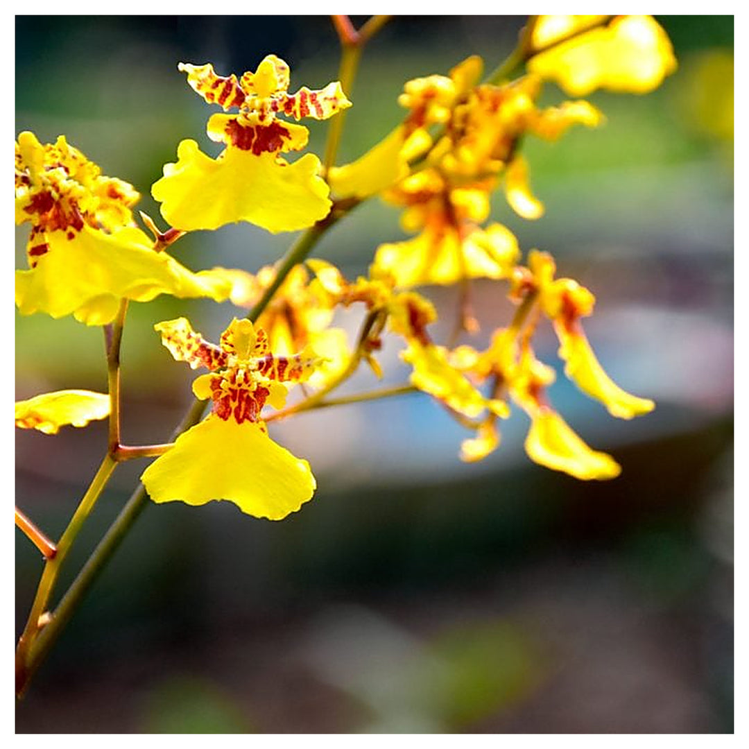 Yellow Mimulus Guttatus Flower Seeds for Planting – Heirloom, Non-GMO, High Germination Organic Garden Seeds | Neera Seeds product photo [neera-v4-74d8400ea704e04d751b]