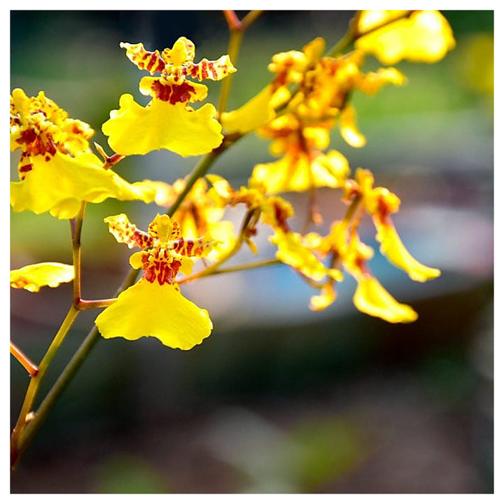 Yellow Mimulus Guttatus Flower Seeds for Planting – Heirloom, Non-GMO, High Germination Organic Garden Seeds | Neera Seeds product photo [neera-v4-74d8400ea704e04d751b]