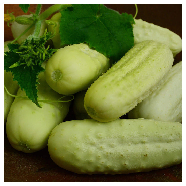 White Wonder Armenian Cucumber Seeds for Planting – Heirloom, Non-GMO, Organic Garden Seeds, High Germination | Neera Seeds product photo [neera-v4-74e570ae3cd89ae19d5b]