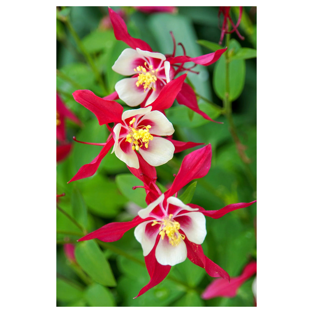 White &amp; Red Aquilegia Heirloom Non-GMO Seeds for Planting – High Germination Organic Garden Seeds for Colorful Bloo | Neera Seeds product photo [neera-v4-74eb929ed06d8b1e412d]