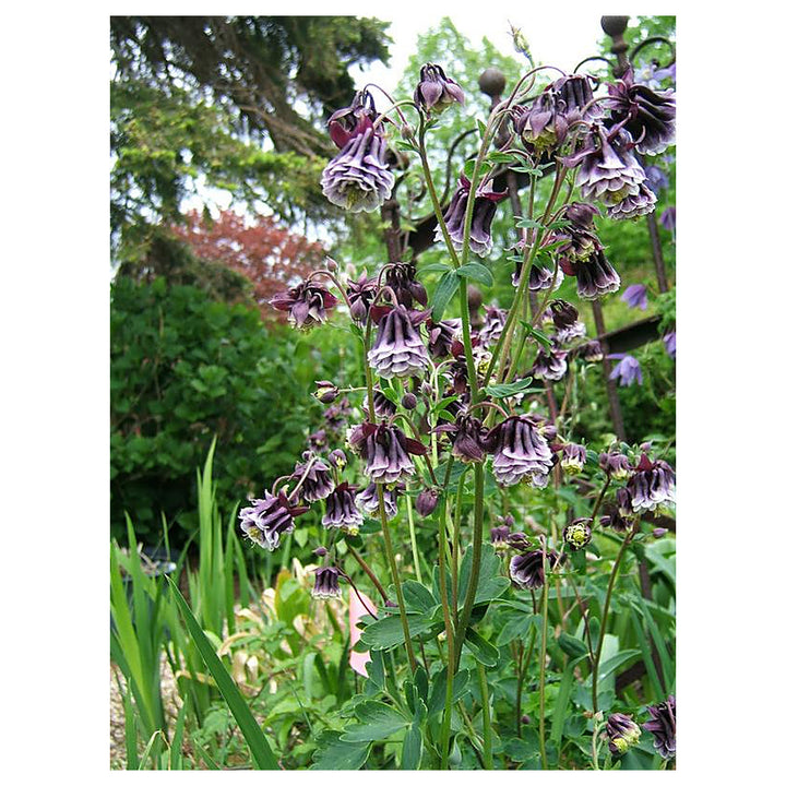 Heirloom Non-GMO Aquilegia Columbine Flower Seeds – High Germination Organic Garden Seeds for Elegant Perennials | Neera Seeds product photo [neera-v4-74edb80b0e9ed9947a23]