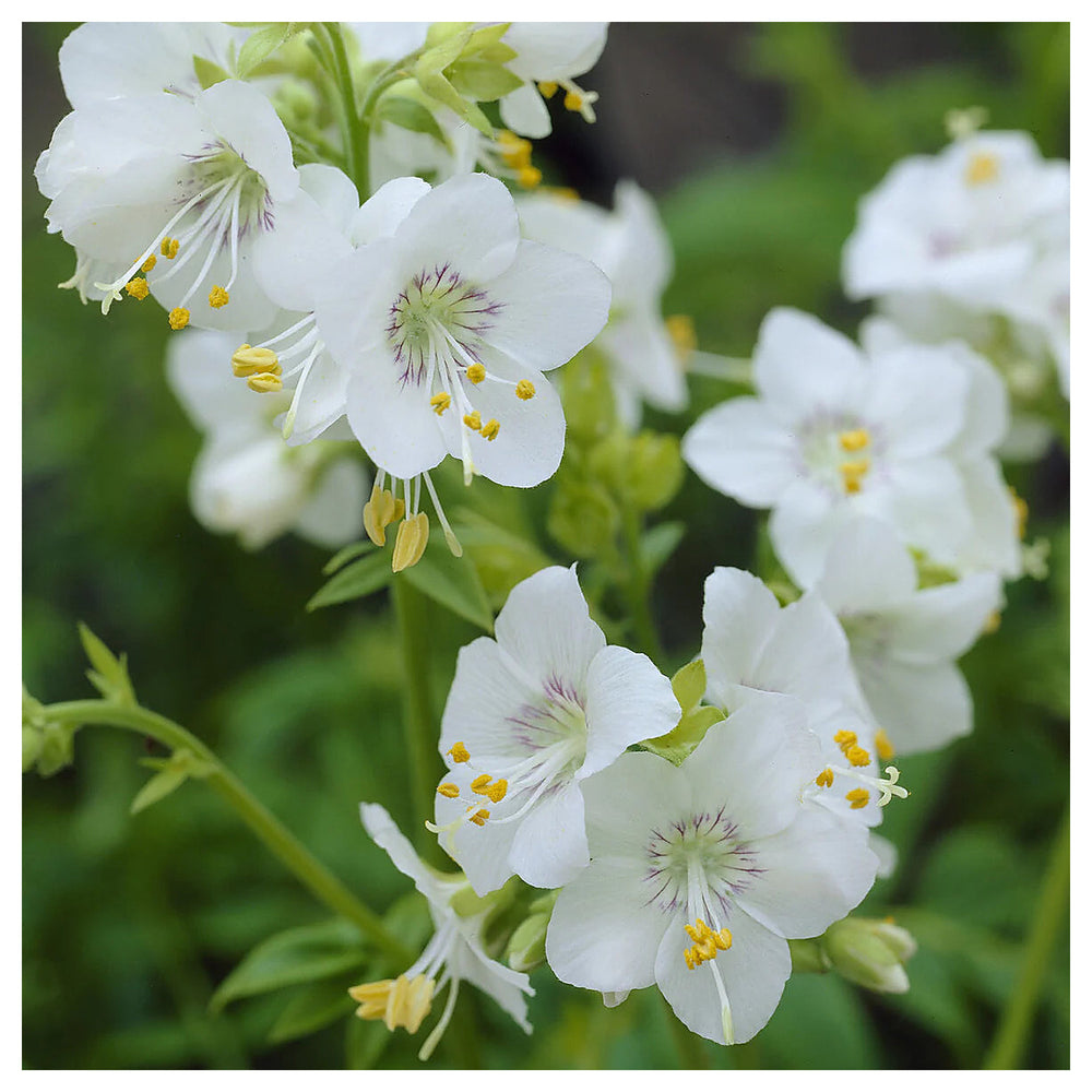 Jacob's Ladder Flower Seeds – Heirloom, Non-GMO, Pollinator-Friendly Blooms for Garden Planting | Neera Seeds product photo [neera-v4-74f394be32506cea1d06]