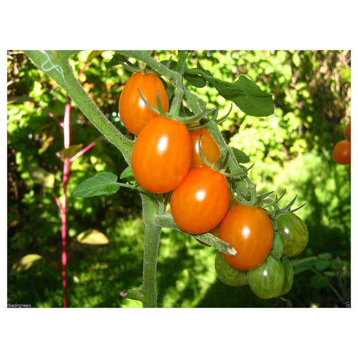 Orange Grape Tomato Seeds for Planting – Heirloom, Non-GMO, High Germination Organic Garden Seeds | Neera Seeds product photo [neera-v4-74fd528c0813766c2391]