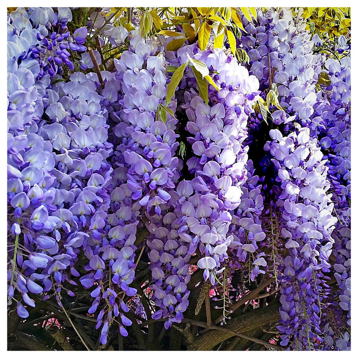 Heirloom Non-GMO Wisteria Flower Seeds for Planting – Fragrant Cascading Garden Vines, High Germination | Neera Seeds product photo [neera-v4-751091eca41e82890940]