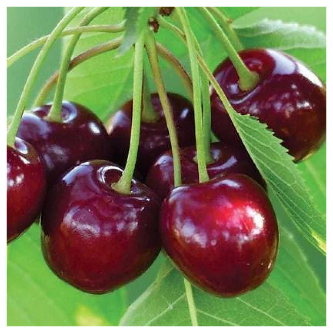Barry’s Cherry Fruit Seeds for Planting – Sweet, Juicy Cherries, 100 pcs, Heirloom & Non-GMO, High Germination | Neera Seeds product photo [neera-v4-751127b5c311369ba32c]