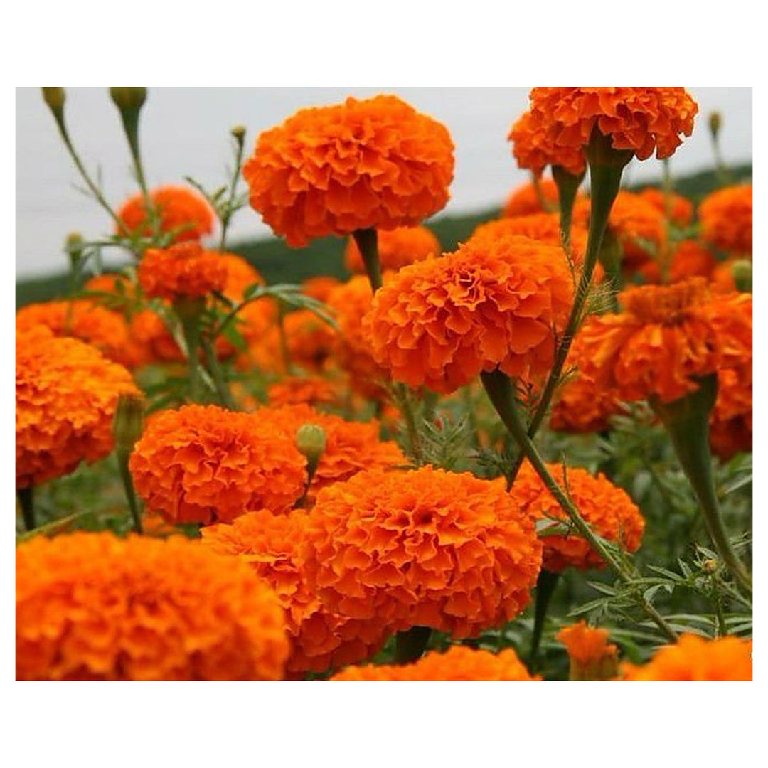 Orange Marigold Hawaii Flower Office Gardens Flower Seeds Home Garden Planting, Vibrant | Neera Seeds product photo [neera-v4-751178523978239739be]