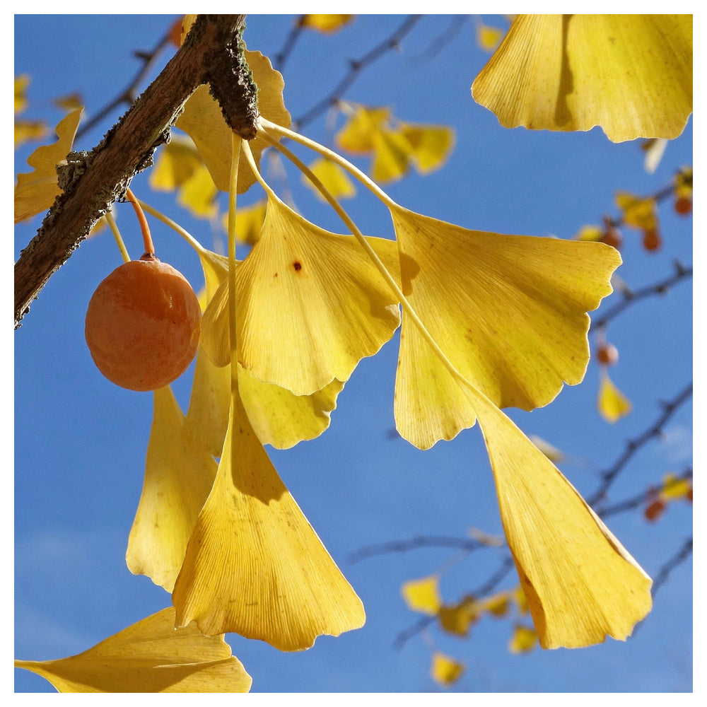 Ginkgo Flower Seeds – Heirloom Non-GMO Medicinal Tree Seeds for Ornamental Garden Landscapes | Neera Seeds product photo [neera-v4-751494a7d8faa4842c10]