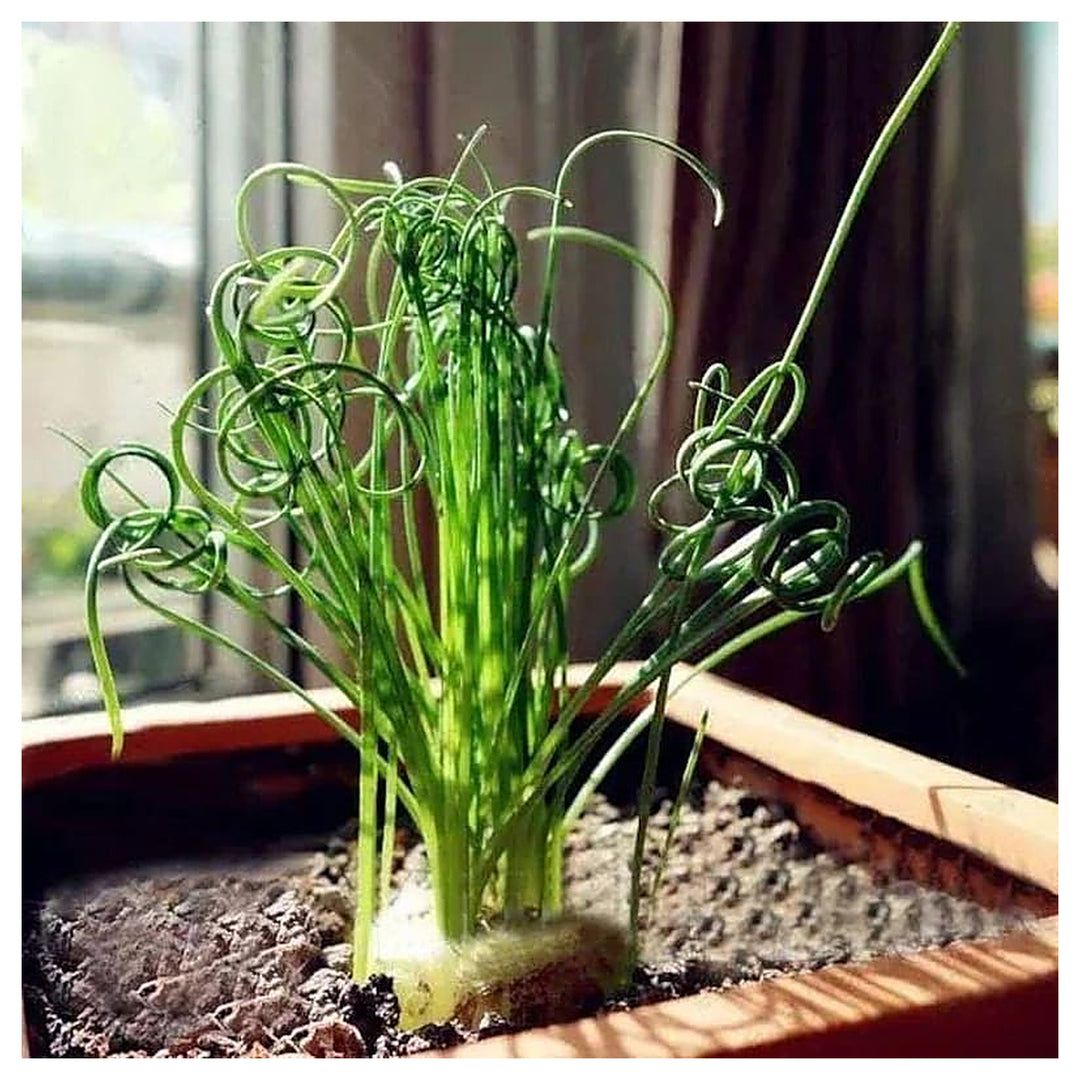Organic Heirloom Non-GMO Spiralis Seeds for Planting – Fresh Vibrant Ornamental Plants | Neera Seeds product photo [neera-v4-75175c10d92188204046]
