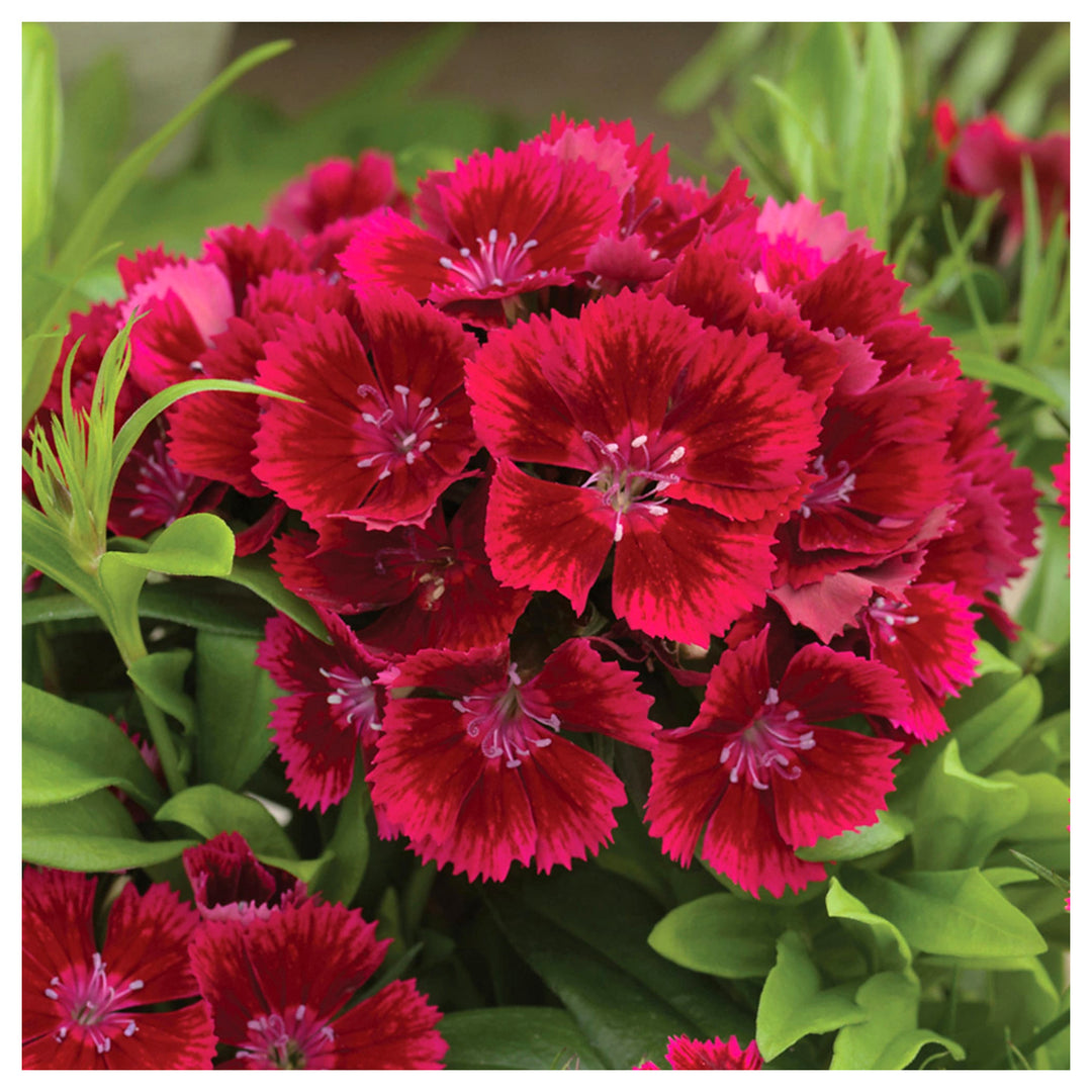 Heirloom Non-GMO Red Dianthus Flower Seeds for Garden Planting – Fragrant Hardy Blooms Variety | Neera Seeds product photo [neera-v4-7538399a1ad9bc414fa2]