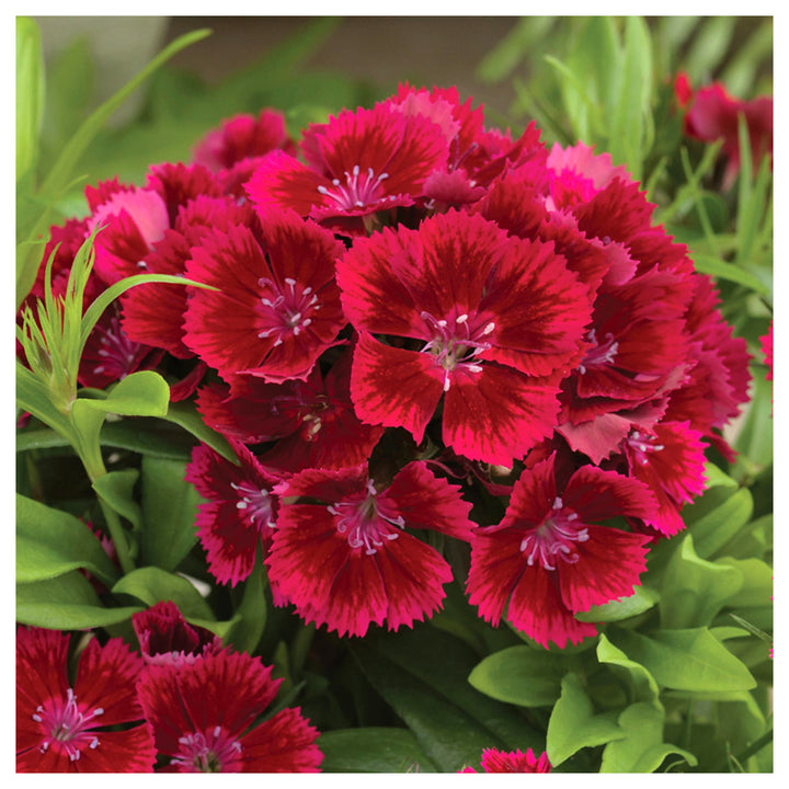 Heirloom Non-GMO Red Dianthus Flower Seeds for Garden Planting – Fragrant Hardy Blooms Variety | Neera Seeds product photo [neera-v4-7538399a1ad9bc414fa2]