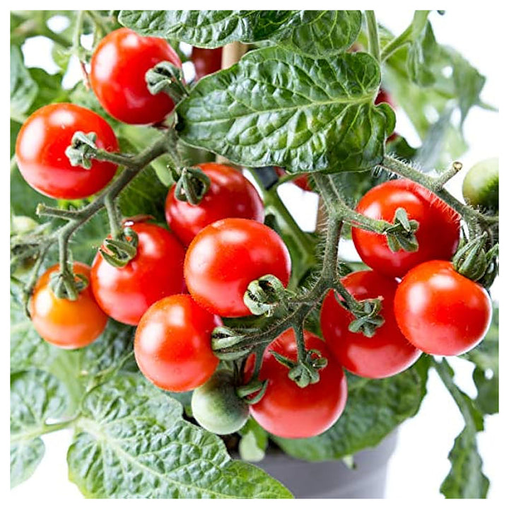 Dwarf Red Robin Tomato Seeds for Planting – Heirloom, Non-GMO, High Germination Organic Vegetable Seeds | Neera Seeds product photo [neera-v4-7545068233490412d5ed]