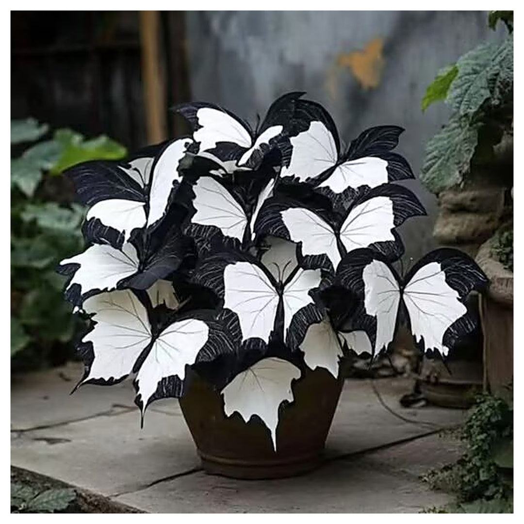 Moonlight Butterfly Begonia Flower – Black &amp; White Seeds for Planting | Heirloom Non-GMO High Germination Organic G | Neera Seeds product photo [neera-v4-75466161dd51a4e80907]