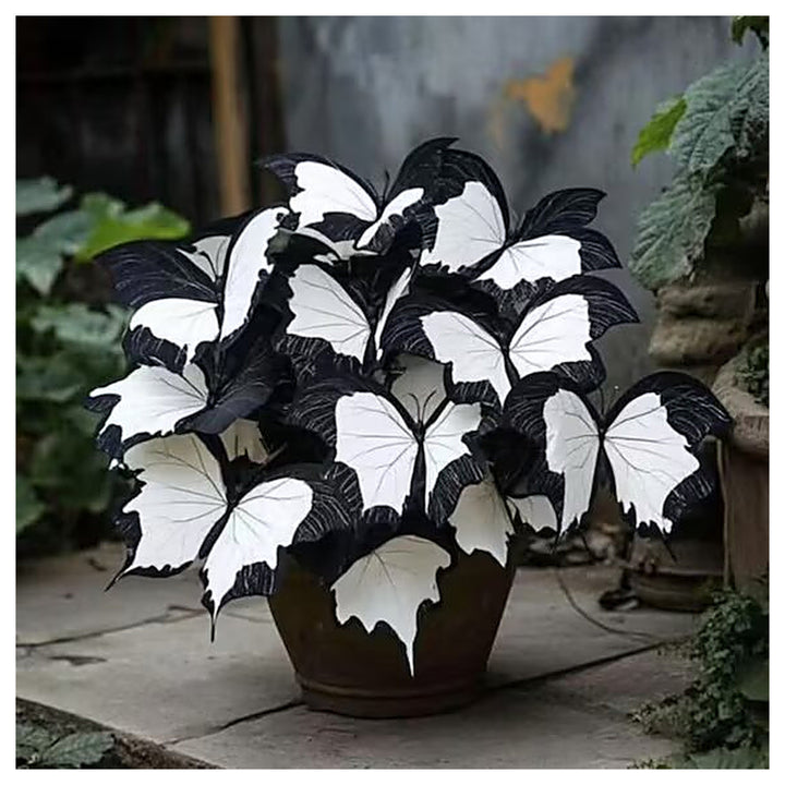 Moonlight Butterfly Begonia Flower – Black &amp; White Seeds for Planting | Heirloom Non-GMO High Germination Organic G | Neera Seeds product photo [neera-v4-75466161dd51a4e80907]