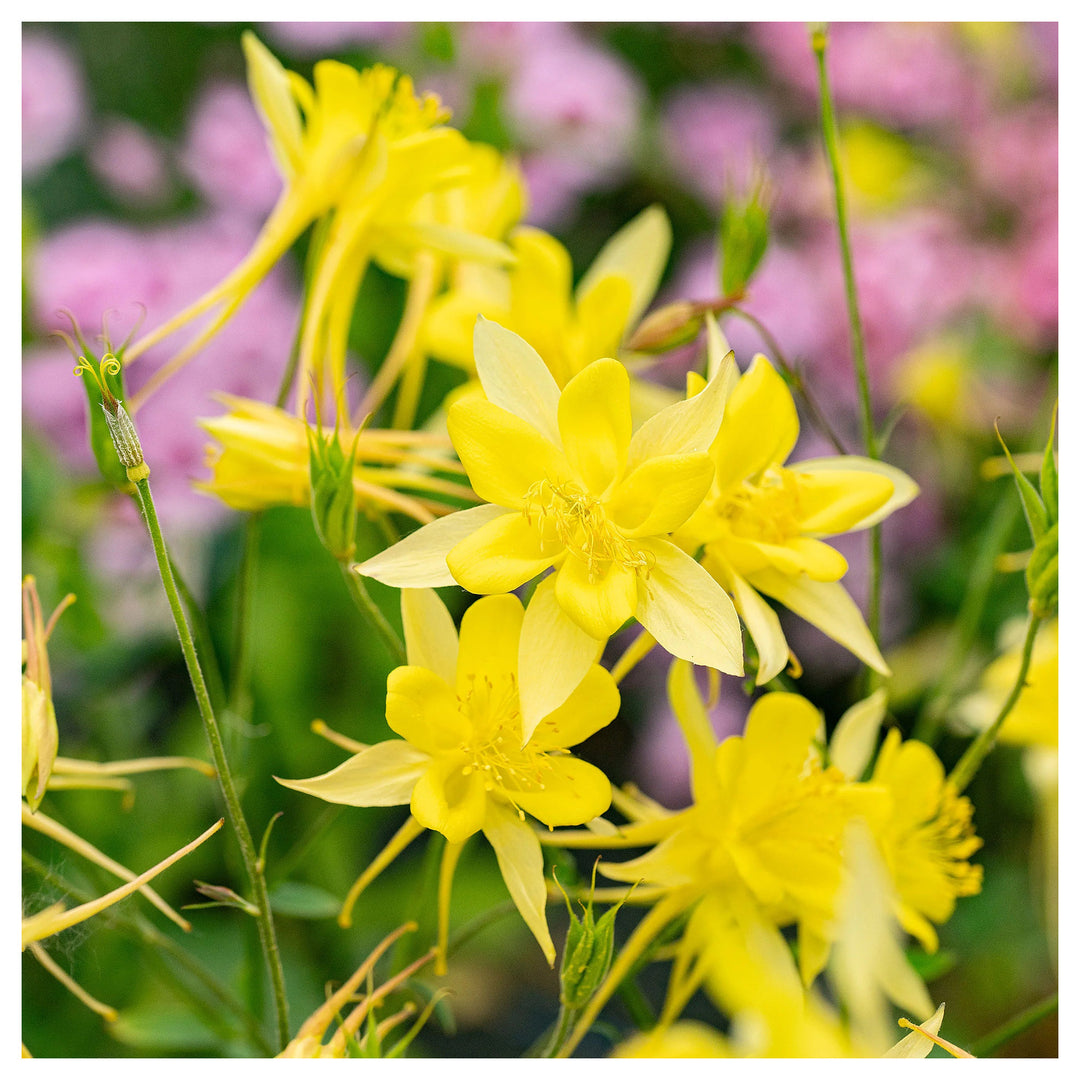 Aquilegia Chrysantha Flower Seeds – Heirloom, Non-GMO, Golden Columbine Blooms for Garden Planting | Neera Seeds product photo [neera-v4-754a59b1086150ea00d1]