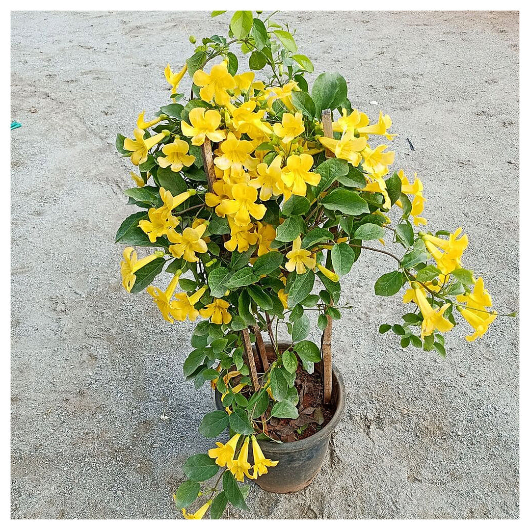 Heirloom Non-GMO Dolichandra Flower Seeds for Planting – Fast-Growing Climbing Ornamental Blooms | Neera Seeds product photo [neera-v4-754d60e87a854da35392]