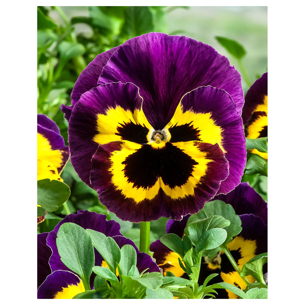 Yellow Violet Pansy Flower Seeds for Planting – Heirloom, Non-GMO, High Germination Organic Garden Seeds | Neera Seeds product photo [neera-v4-754fca0be58ff20db485]