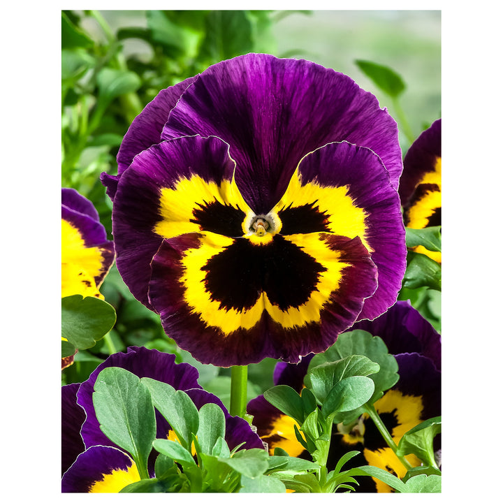 Yellow Violet Pansy Flower Seeds for Planting – Heirloom, Non-GMO, High Germination Organic Garden Seeds | Neera Seeds product photo [neera-v4-754fca0be58ff20db485]