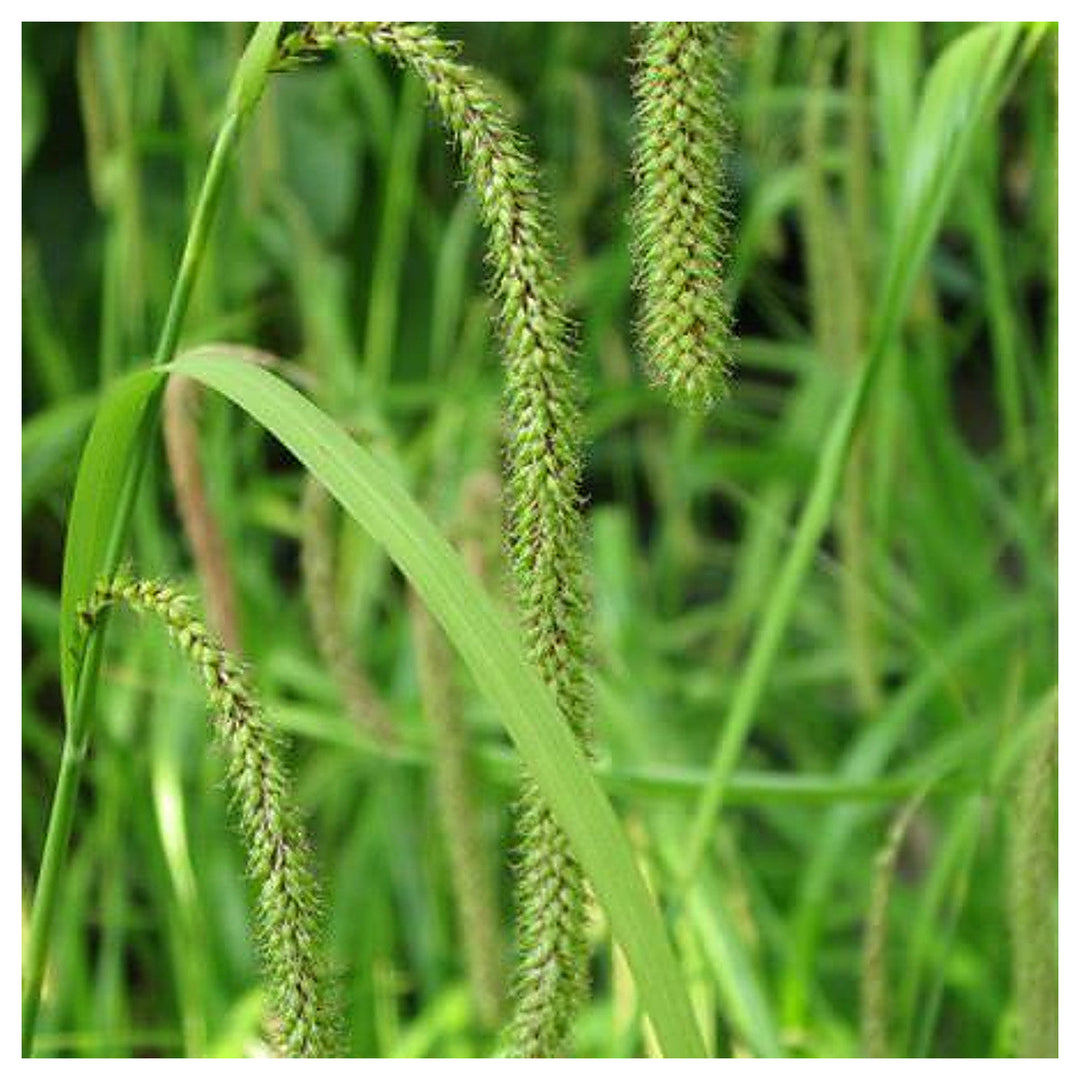 Carex Pendula Seeds for Planting – Elegant Drooping Sedge Grass, Perennial Ornamental Seeds for Shade Gardens | Neera Seeds product photo [neera-v4-755b95b9cf9cf248e156]