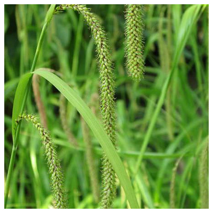 Carex Pendula Seeds for Planting – Elegant Drooping Sedge Grass, Perennial Ornamental Seeds for Shade Gardens | Neera Seeds product photo [neera-v4-755b95b9cf9cf248e156]