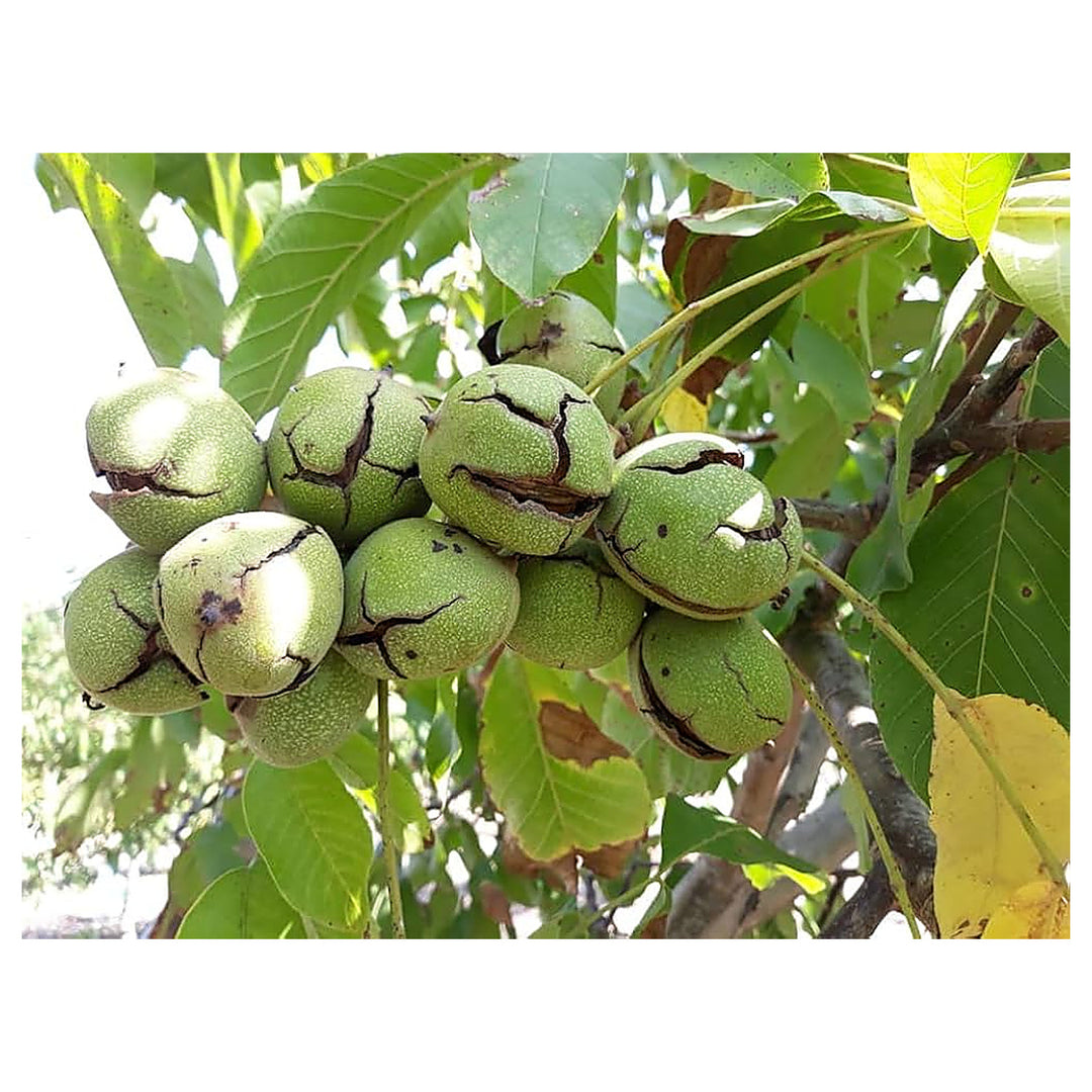 Juglans Regia Walnut Seeds For Planting Persian Common English Walnut Heirloom Non-GMO High Germination Organic Gar | Neera Seeds product photo [neera-v4-756d6e3331613476c30c]