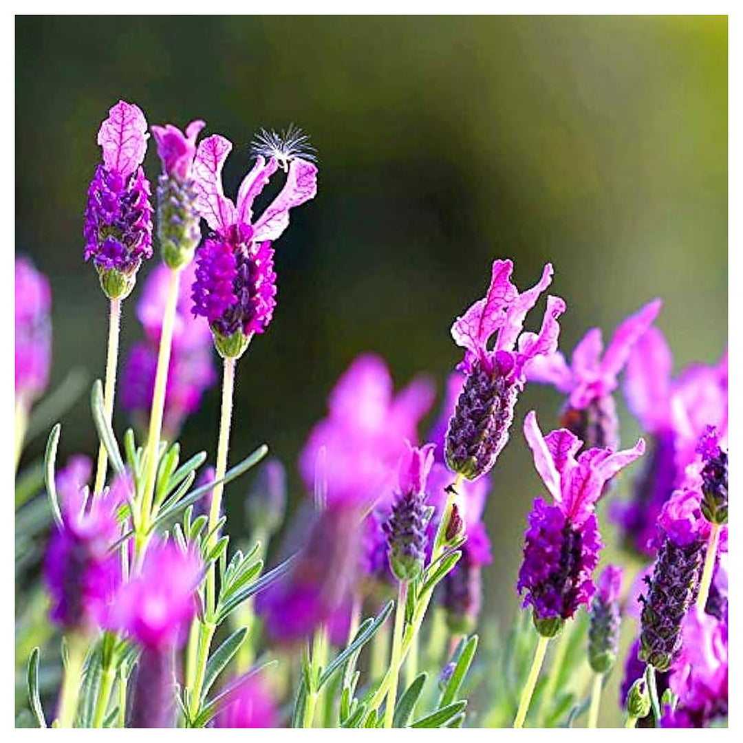 Lavender Lavula Angustifolia Provence Flower For Planting Fragrant Herb For Home Garden Pots | Neera Seeds product photo [neera-v4-757002a0deea32c5a847]