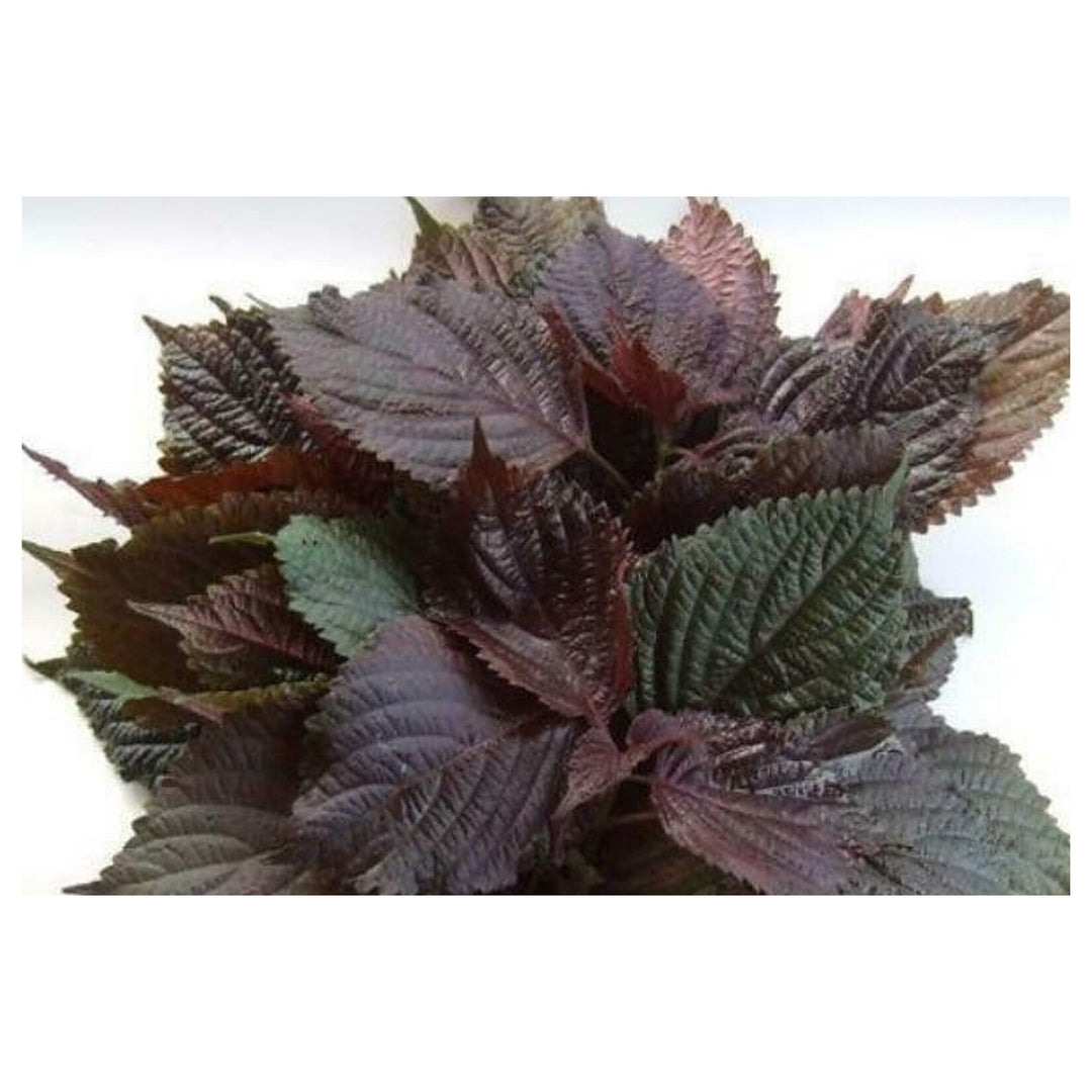 Purple &amp; Green Shiso Seeds for Planting – Japanese Basil Perilla frutescens var. crispa, Heirloom, Non-GMO, High Ge | Neera Seeds product photo [neera-v4-7573214cf59f188c3f8c]