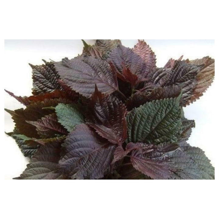 Purple &amp; Green Shiso Seeds for Planting – Japanese Basil Perilla frutescens var. crispa, Heirloom, Non-GMO, High Ge | Neera Seeds product photo [neera-v4-7573214cf59f188c3f8c]
