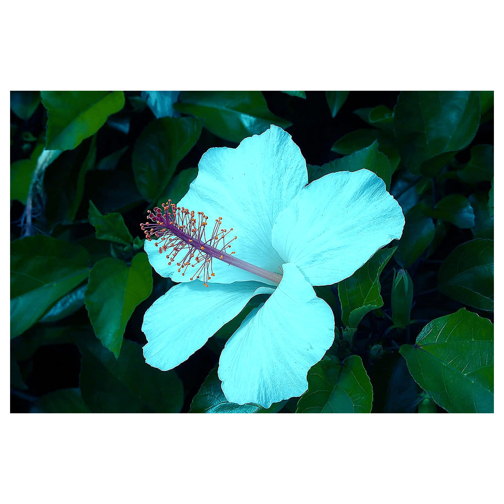 Heirloom Non-GMO Sea Blue Hibiscus Flower Seeds – High Germination Tropical Bold Blooms for Planting | Neera Seeds product photo [neera-v4-75739ee45f6b7cf84716]