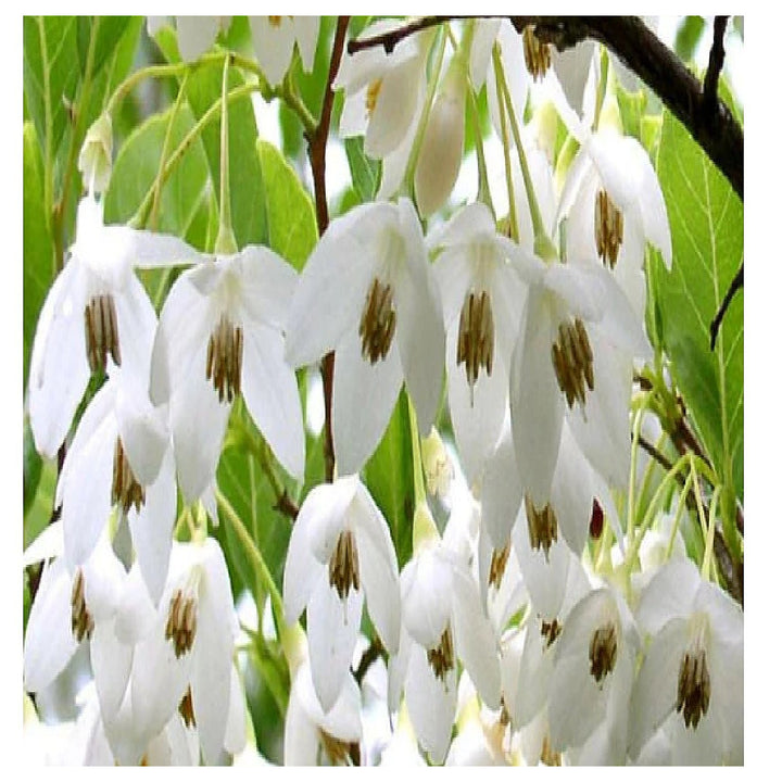 Heirloom Non-GMO Styrax Benzoin Flower Seeds for Planting – Fragrant Medicinal Tree Seeds | Neera Seeds product photo [neera-v4-75741c2570bfcce37204]