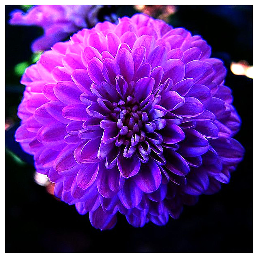 Astrantia Masterwort Purple Seeds – Organic, Heirloom, Non-GMO Flower Seeds | Neera Seeds product photo [neera-v4-758de4f1ea4fe4963eb5]