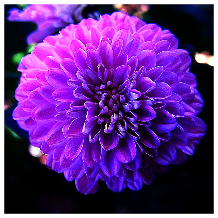 Astrantia Masterwort Purple Seeds – Organic, Heirloom, Non-GMO Flower Seeds | Neera Seeds product photo [neera-v4-758de4f1ea4fe4963eb5]