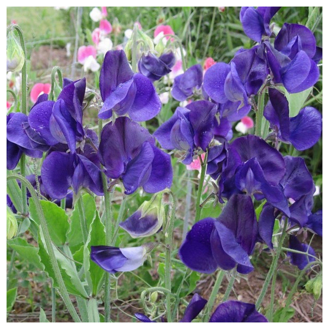 Blue Sweet Pea Flower Seeds for Planting – Fragrant Heirloom Non-GMO Seeds | Neera Seeds product photo [neera-v4-7590bfc962c8c64a3540]