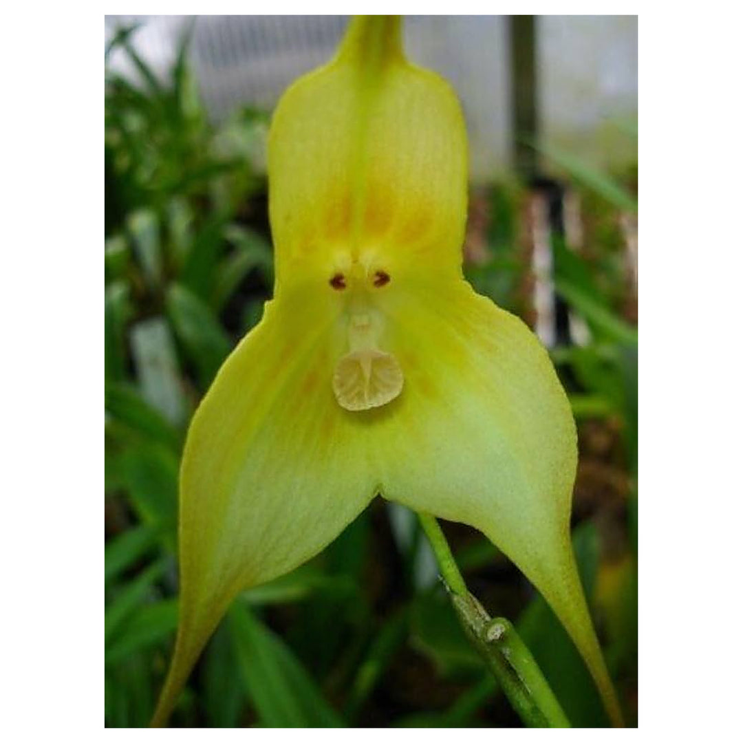Green Monkey Face Orchid Seeds – Heirloom Non-GMO High Germination Seeds for Planting Exotic Home &amp; Garden Blooms | Neera Seeds product photo [neera-v4-7593b91829813d271db6]